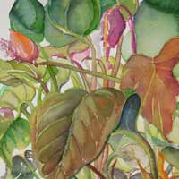 Anthurium