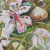 Buffalo Orchid