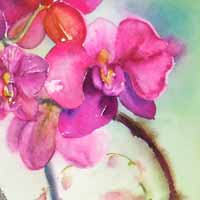 Rhapsody in Pink